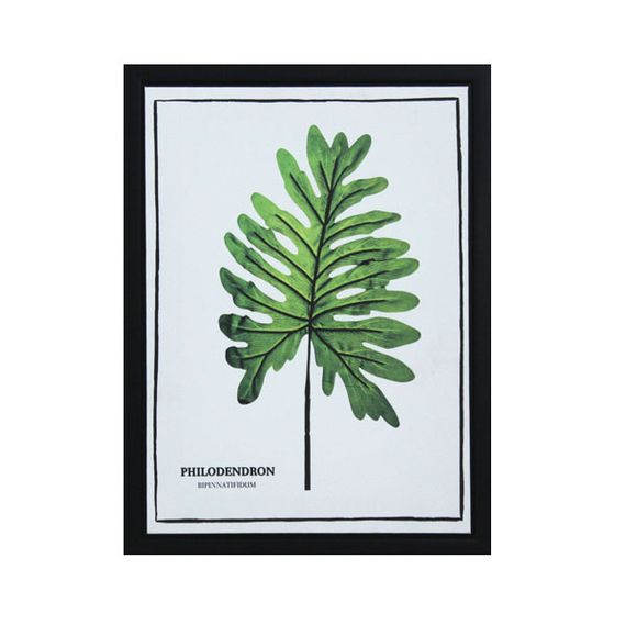 12941 Tela Impr C/ Mol Folhas Philodendron